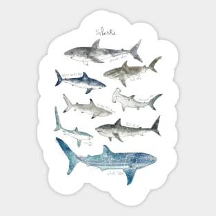 Sharks Sticker